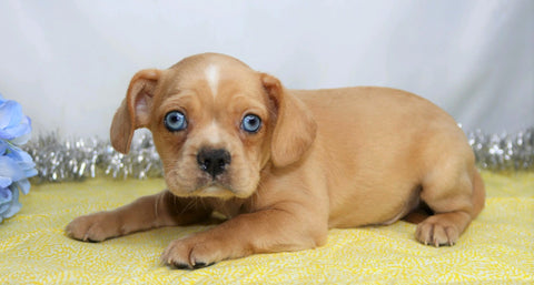 ICA Registered Frenchalier For Sale Wooster, OH Male- Farley