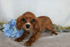 AKC Registered Cavalier King Charles Spaniel For Sale Wooster, OH Male- Farley