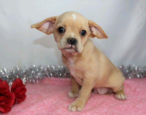 ICA Registered Frenchalier For Sale Wooster, OH Female- Fawna