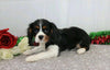 AKC Registered Cavalier King Charles Spaniel For Sale Wooster, Female- Felicia