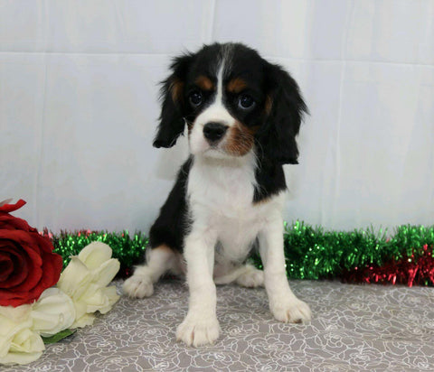 AKC Registered Cavalier King Charles Spaniel For Sale Wooster, Female- Felicia