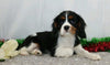 AKC Registered Cavalier King Charles Spaniel For Sale Wooster, Female- Felicia