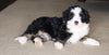 Mini Bernedoodle For Sale Fredericksburg, OH Female- Flossie