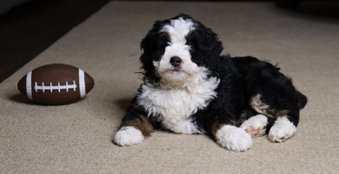 Mini Bernedoodle For Sale Fredericksburg, OH Female- Flossie
