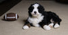Mini Bernedoodle For Sale Fredericksburg, OH Female- Flossie