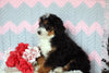 Mini Bernedoodle Puppy For Sale Mansfield, OH Male- Fluffy