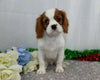 AKC Registered Cavalier King Charles Spaniel For Sale Wooster, OH Male- Ford