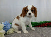 AKC Registered Cavalier King Charles Spaniel For Sale Wooster, OH Male- Ford