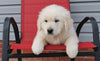 English Cream Golden Retriever For Sale Fredericksburg, OH Male- Francisco
