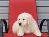 English Cream Golden Retriever For Sale Fredericksburg, OH Male- Francisco