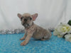 AKC Registered French Bulldog For Sale Wooster, OH Male- Frankie