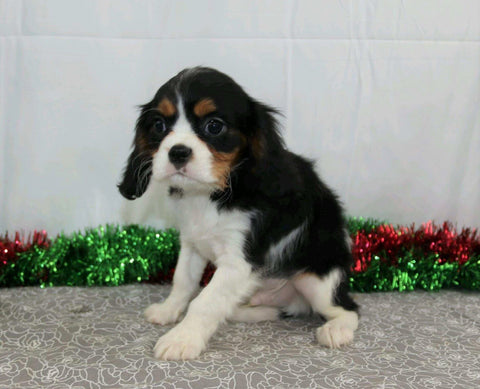 AKC Registered Cavalier King Charles Spaniel For Sale Wooster, OH Male- Frankie