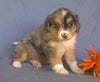 Mini Aussiedoodle For Sale Berlin, OH Male- Freckles