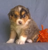 Mini Aussiedoodle For Sale Berlin, OH Male- Freckles