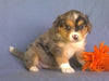 Mini Aussiedoodle For Sale Berlin, OH Male- Freckles