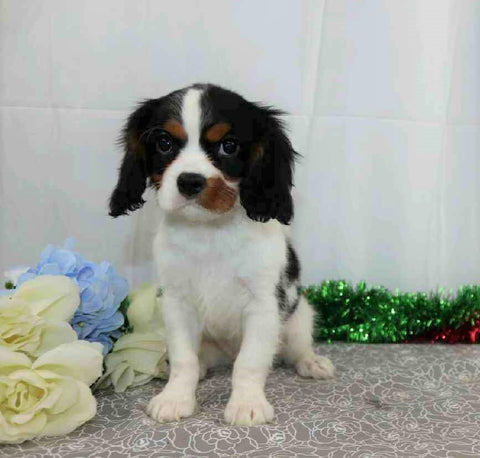AKC Registered Cavalier King Charles Spaniel For Sale Wooster, OH Male- Freeman