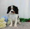 AKC Registered Cavalier King Charles Spaniel For Sale Wooster, OH Male- Freeman