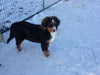 Bernese Mountain Dog For Sale Baltic, OH Male- Rufus