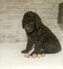 AKC Registered Poodle (Standard) For Sale Homesville, OH Male - Frisky