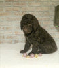 AKC Registered Poodle (Standard) For Sale Homesville, OH Male - Frisky