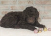 AKC Registered Poodle (Standard) For Sale Homesville, OH Male - Frisky