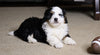 Mini Bernedoodle For Sale Fredericksburg, OH Male- Frisky