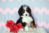 Mini Bernedoodle Puppy For Sale Mansfield, OH Male- Frisky