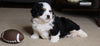 Mini Bernedoodle For Sale Fredericksburg, OH Male- Frisky