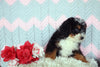 Mini Bernedoodle Puppy For Sale Mansfield, OH Male- Frisky
