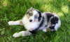 Australian Shepherd For Sale Fredericksburg, OH Male- Fritz