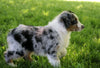 Australian Shepherd For Sale Fredericksburg, OH Male- Fritz