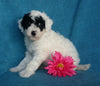 Mini Labradoodle For Sale Millersburg, OH Female- Oreo