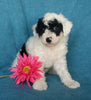 Mini Labradoodle For Sale Millersburg, OH Female- Oreo