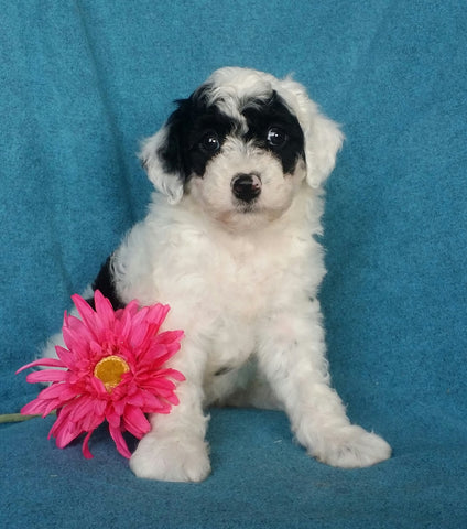 Mini Labradoodle For Sale Millersburg, OH Female- Oreo