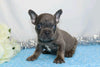 AKC Registered French Bulldog For Sale Wooster, OH Male- Gabriel