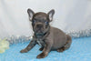 AKC Registered French Bulldog For Sale Wooster, OH Male- Gabriel