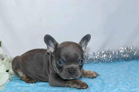 AKC Registered French Bulldog For Sale Wooster, OH Male- Galen
