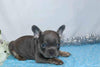 AKC Registered French Bulldog For Sale Wooster, OH Male- Galen