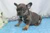 AKC Registered French Bulldog For Sale Wooster, OH Male- Galen