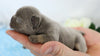 AKC Registered French Bulldog For Sale Wooster, OH Male- Galen