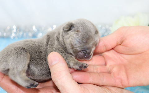 AKC Registered French Bulldog For Sale Wooster, OH Male- Galen