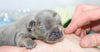 AKC Registered French Bulldog For Sale Wooster, OH Male- Galen