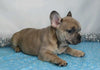AKC Registered French Bulldog For Sale Wooster, OH Male- Gallant