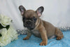 AKC Registered French Bulldog For Sale Wooster, OH Male- Garen