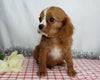 AKC Registered Cavalier King Charles Spaniel For Sale Wooster, OH Male- Gareth