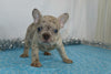 AKC Registered French Bulldog For Sale Wooster, OH Male- Garland