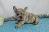 AKC Registered French Bulldog For Sale Wooster, OH Male- Garland