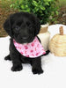 F1 Mini Labradoodle For Sale Dundee, OH Female- Gigi