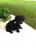 F1 Mini Labradoodle For Sale Dundee, OH Female- Gigi