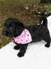 F1 Mini Labradoodle For Sale Dundee, OH Female- Gigi